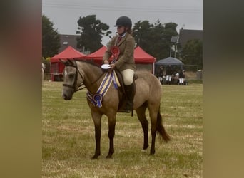 New Forest Pony, Wallach, 5 Jahre, 138 cm, Buckskin