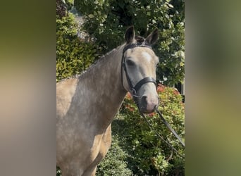 New Forest Pony, Wallach, 5 Jahre, 138 cm, Buckskin
