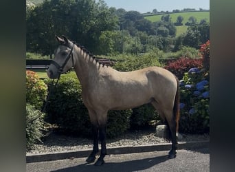 New Forest Pony, Wallach, 5 Jahre, 138 cm, Buckskin