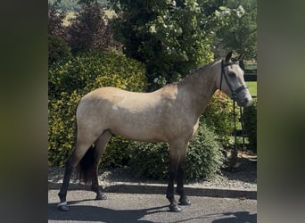 New Forest Pony, Wallach, 5 Jahre, 138 cm, Buckskin