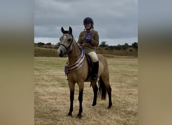 New Forest Pony, Wallach, 5 Jahre, 138 cm, Buckskin