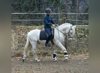New Forest Pony Mix, Wallach, 5 Jahre, 140 cm, Cremello