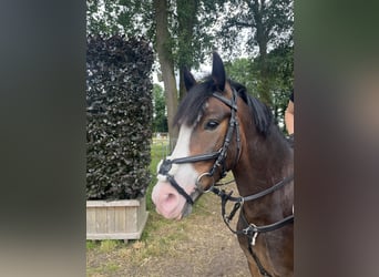 New Forest Pony, Wallach, 5 Jahre, 142 cm, Brauner