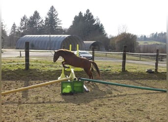 New Forest Pony, Wallach, 5 Jahre, 144 cm