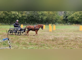 New Forest Pony, Wallach, 5 Jahre, 144 cm