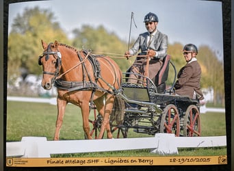 New Forest Pony, Wallach, 5 Jahre, 144 cm, Fuchs