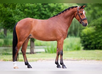New Forest Pony, Wallach, 5 Jahre, 145 cm, Dunkelbrauner