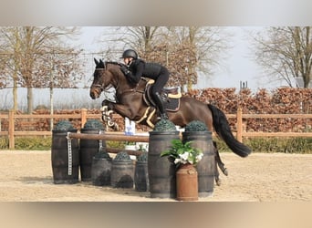 New Forest Pony, Wallach, 5 Jahre, 145 cm, Dunkelbrauner