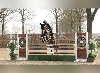 New Forest Pony, Wallach, 5 Jahre, 145 cm, Dunkelbrauner