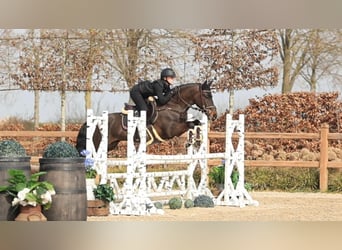 New Forest Pony, Wallach, 5 Jahre, 145 cm, Dunkelbrauner