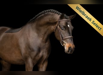 New Forest Pony, Wallach, 5 Jahre, 145 cm, Dunkelbrauner