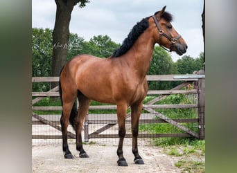 New Forest Pony, Wallach, 5 Jahre, 146 cm, Brauner