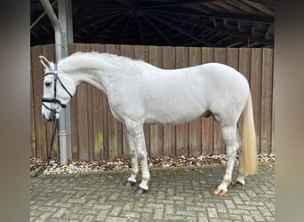 New Forest Pony, Wallach, 5 Jahre, 147 cm, Braunfalbschimmel