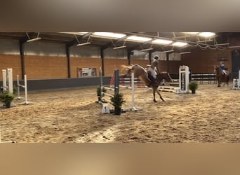 New Forest Pony Mix, Wallach, 5 Jahre, 147 cm, Roan-Bay
