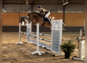 New Forest Pony Mix, Wallach, 5 Jahre, 147 cm, Roan-Bay