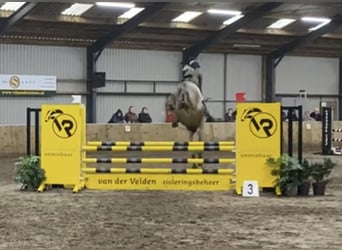 New Forest Pony Mix, Wallach, 5 Jahre, 147 cm, Roan-Bay