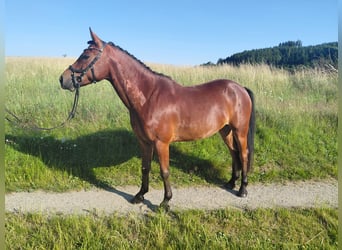 New Forest Pony, Wallach, 5 Jahre, 148 cm, Brauner