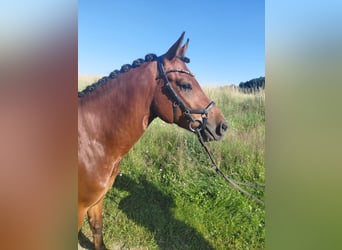 New Forest Pony, Wallach, 5 Jahre, 148 cm, Brauner