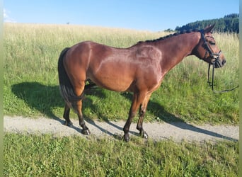 New Forest Pony, Wallach, 5 Jahre, 148 cm, Brauner