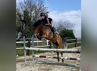New Forest Pony, Wallach, 5 Jahre, 148 cm, Brauner