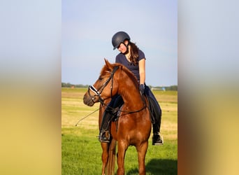 New Forest Pony, Wallach, 5 Jahre, 148 cm, Fuchs