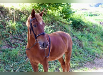 New Forest Pony, Wallach, 5 Jahre, 149 cm, Fuchs