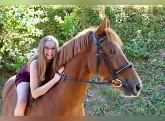 New Forest Pony, Wallach, 5 Jahre, 149 cm, Fuchs