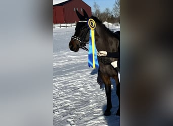 New Forest Pony, Wallach, 6 Jahre, 132 cm, Dunkelbrauner