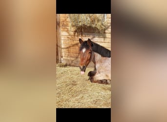 New Forest Pony, Wallach, 6 Jahre, 135 cm, Roan-Bay