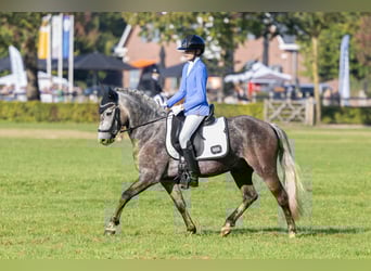 New Forest Pony, Wallach, 6 Jahre, 136 cm, Schimmel