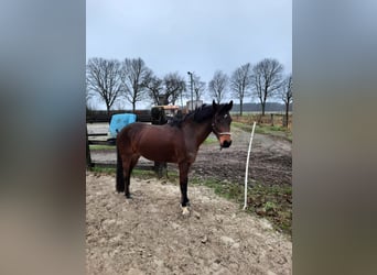 New Forest Pony, Wallach, 6 Jahre, 141 cm, Brauner