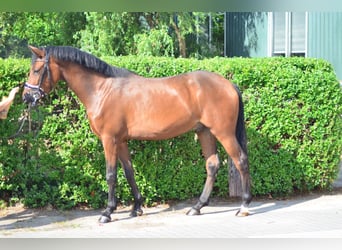 New Forest Pony, Wallach, 6 Jahre, 146 cm, Brauner