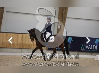 New Forest Pony, Wallach, 6 Jahre, 147 cm, Brauner