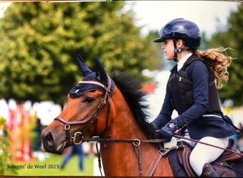 New Forest Pony, Wallach, 6 Jahre, 148 cm, Brauner