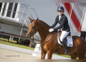 New Forest Pony, Wallach, 6 Jahre, 148 cm, Brauner