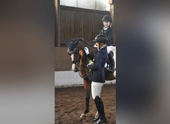 New Forest Pony, Wallach, 6 Jahre, 148 cm, Brauner