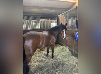 New Forest Pony, Wallach, 6 Jahre, 148 cm, Brauner