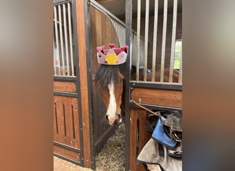 New Forest Pony, Wallach, 6 Jahre, 148 cm, Brauner