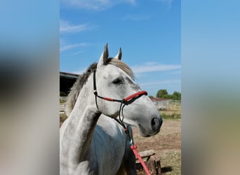 New Forest Pony, Wallach, 6 Jahre, 148 cm, Schimmel