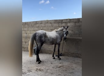 New Forest Pony, Wallach, 6 Jahre, 148 cm, Schimmel