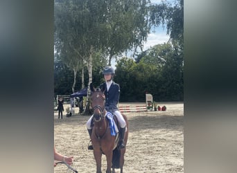 New Forest Pony, Wallach, 6 Jahre, 149 cm, Brauner