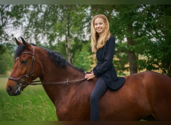 New Forest Pony, Wallach, 6 Jahre, 149 cm, Brauner