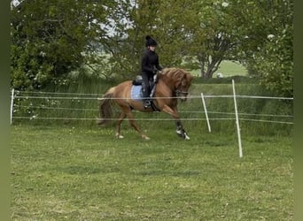 New Forest Pony, Wallach, 7 Jahre, 138 cm, Fuchs