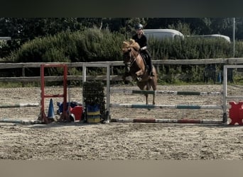 New Forest Pony, Wallach, 7 Jahre, 138 cm, Fuchs
