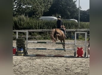 New Forest Pony, Wallach, 7 Jahre, 138 cm, Fuchs