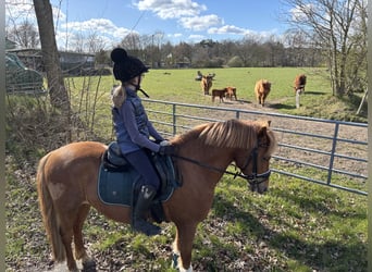 New Forest Pony, Wallach, 7 Jahre, 138 cm, Fuchs