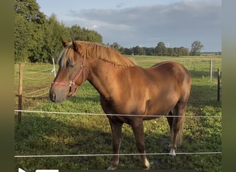 New Forest Pony, Wallach, 7 Jahre, 138 cm, Fuchs