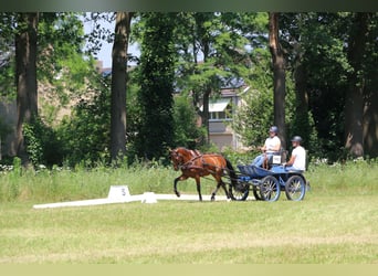New Forest Pony, Wallach, 7 Jahre, 146 cm, Brauner