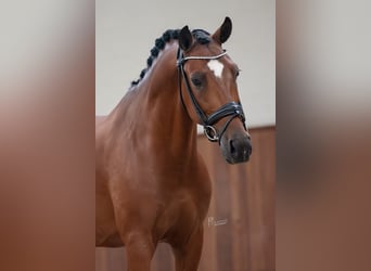 New Forest Pony, Wallach, 7 Jahre, 148 cm, Brauner