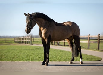 New Forest Pony, Wallach, 7 Jahre, 155 cm, Rappe